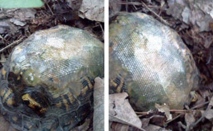 Esta veterinaria usó fibra de vidrio para reparar el caparazón roto de una tortuga, y la soltó en un bosque. Años después…