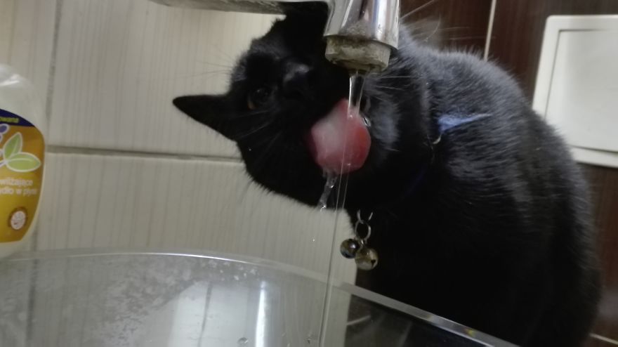 My Cat Moka