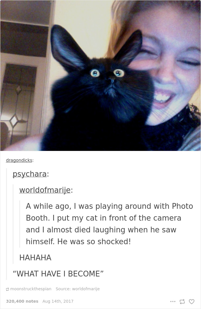 136 Cat Posts On Tumblr That Are Impossible Not To Laugh At