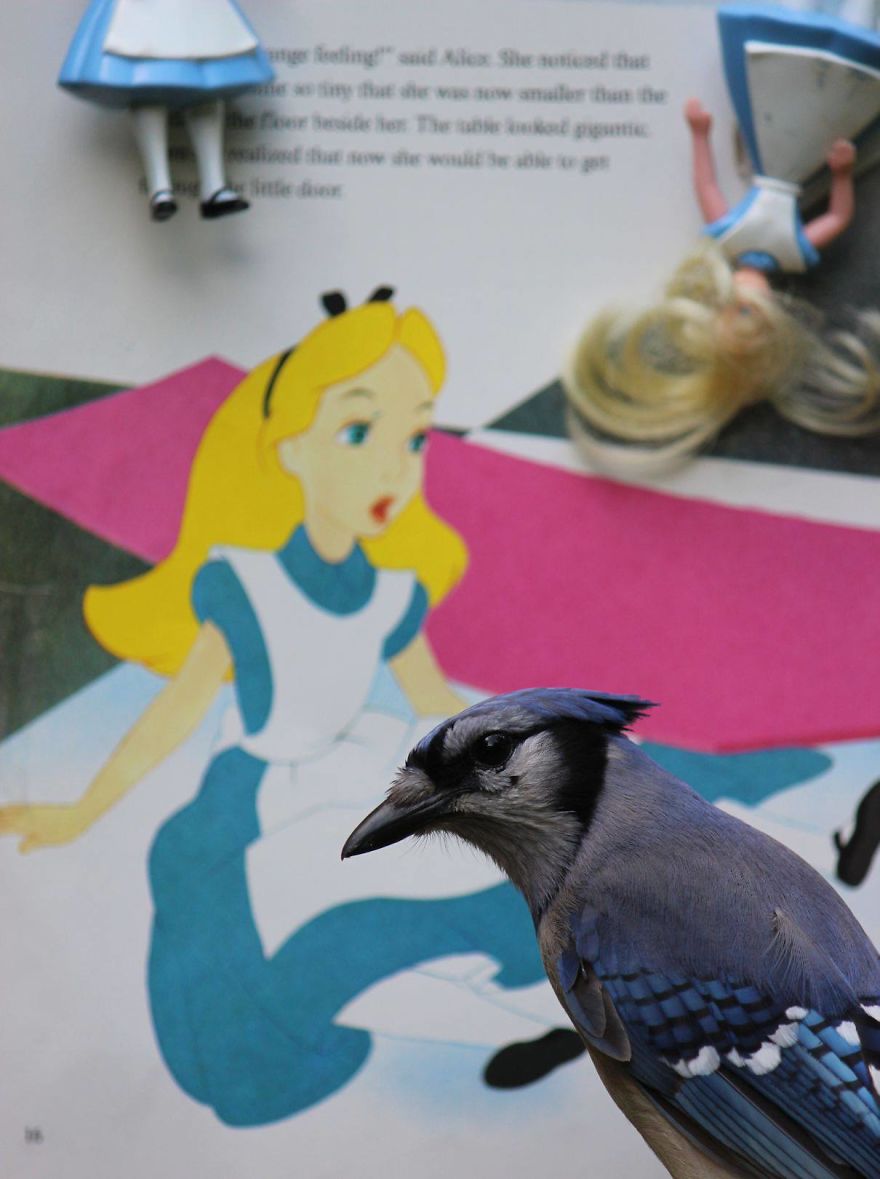 Artist Changes The Backdrop Of Her Birdhouse To Transform The Narrative Of How We View Art.