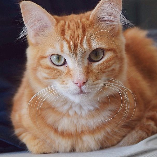 My Daughter's Cat