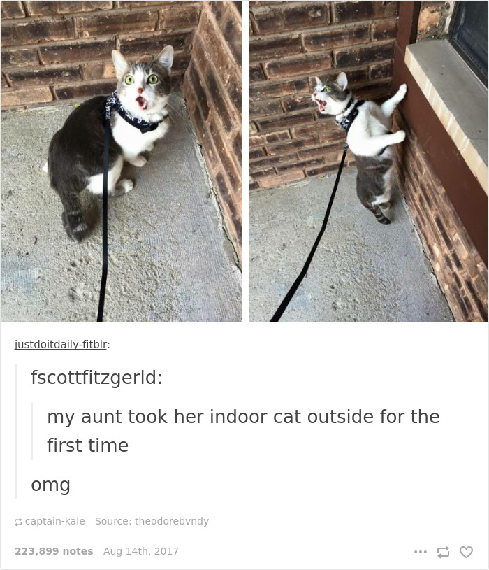 Cat Pic