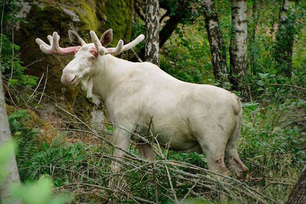The Internet Is In Love With This Completely White Moose