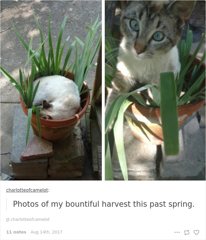 Funny-cat-pics-tumblr