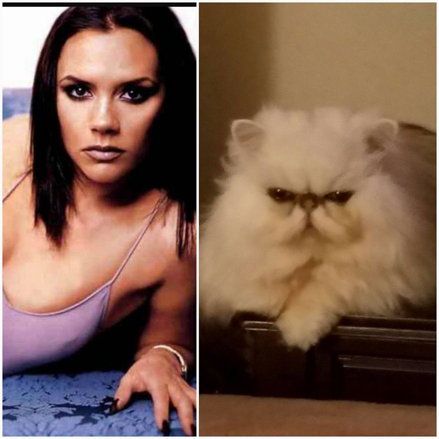 "Channeling" With Mr. Duff Mclovin Meowgi