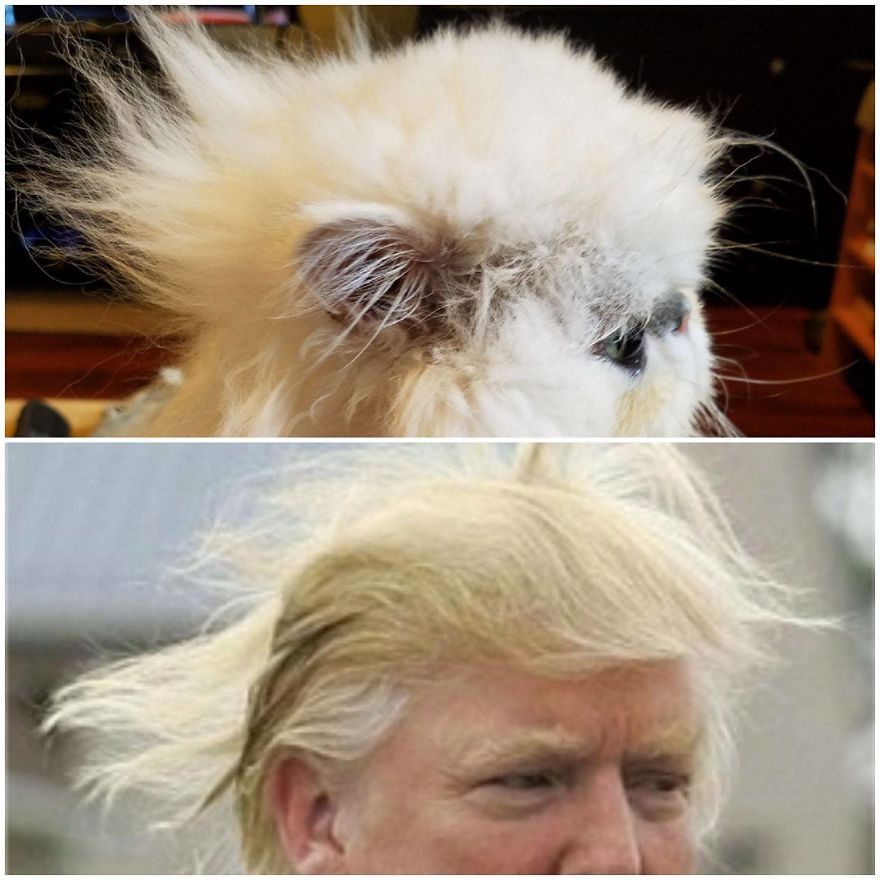 "Channeling" With Mr. Duff Mclovin Meowgi