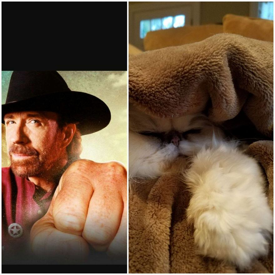 "Channeling" With Mr. Duff Mclovin Meowgi