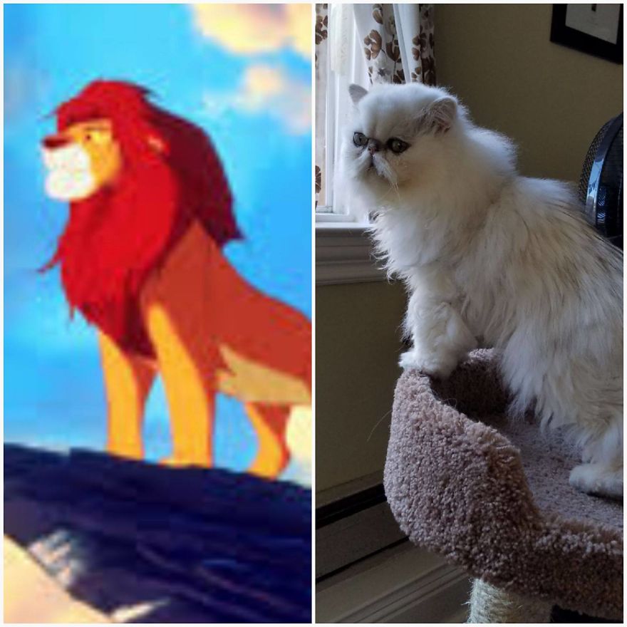 "Channeling" With Mr. Duff Mclovin Meowgi