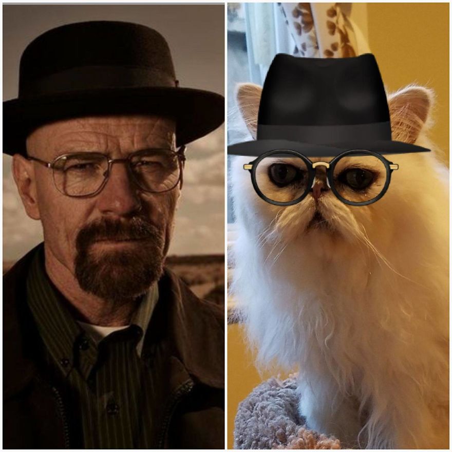 "Channeling" With Mr. Duff Mclovin Meowgi