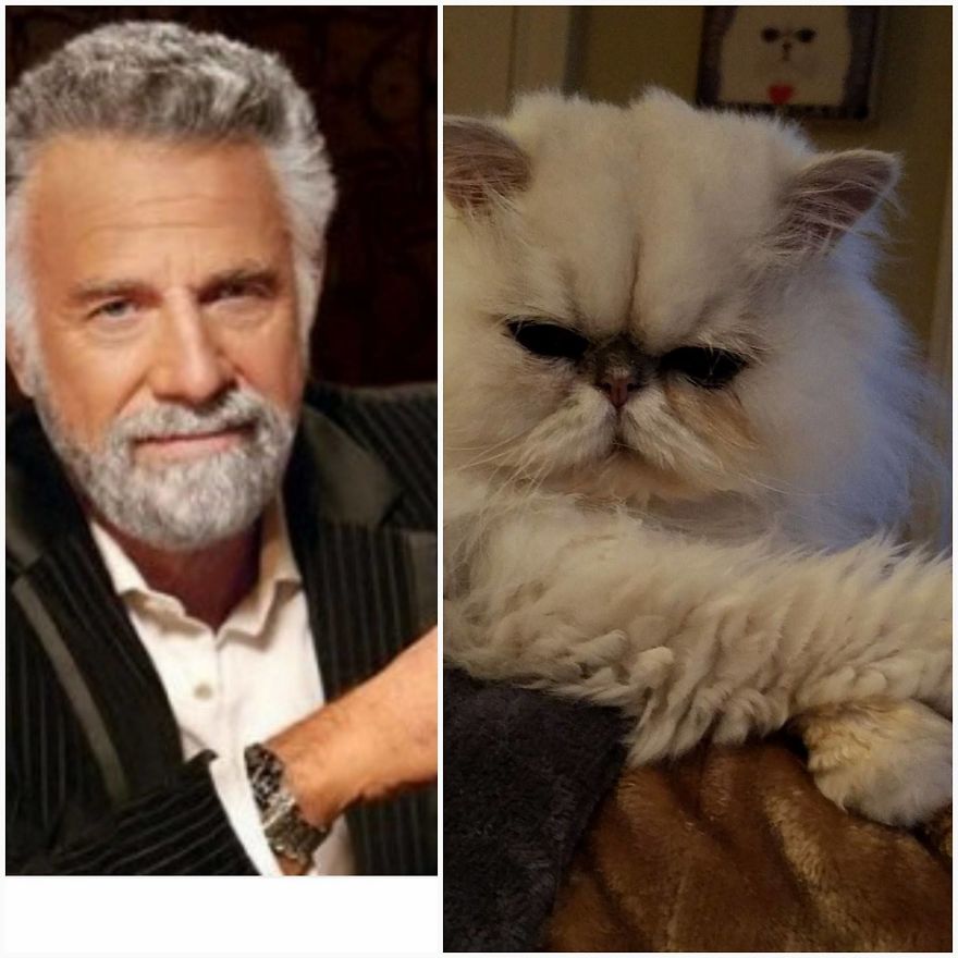 "Channeling" With Mr. Duff Mclovin Meowgi