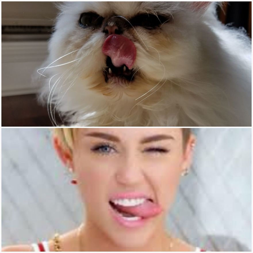 "Channeling" With Mr. Duff Mclovin Meowgi