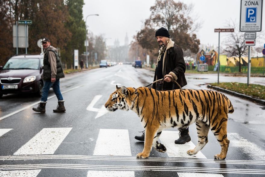 Jaromir Joo Is Taking A Tiger Out Of A Circus For A Walk. Czech Republic