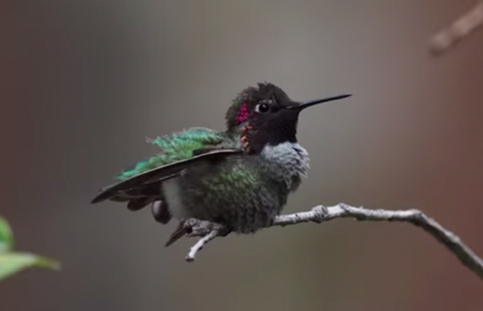 Woman Develops Bond With Over 200 Hummingbirds, Now They Complain If She's Late To Feed Them