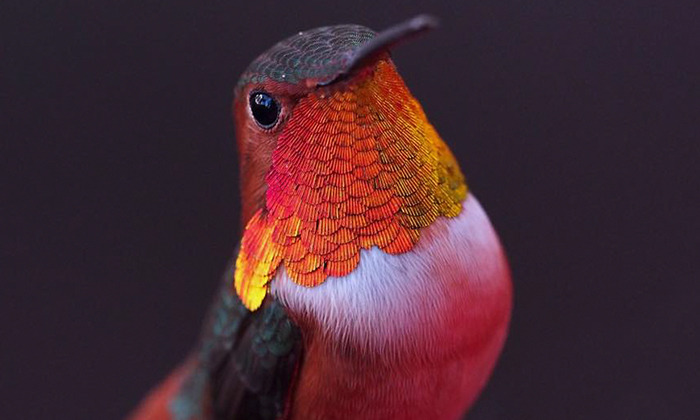 Woman Develops Bond With Over 200 Hummingbirds, Now They Complain If She’s Late To Feed Them