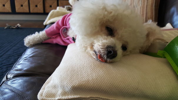 I Woke Up From My Nap To This Sweet Little Face Sharing My Pillow...my Bichon Molly Ryan.