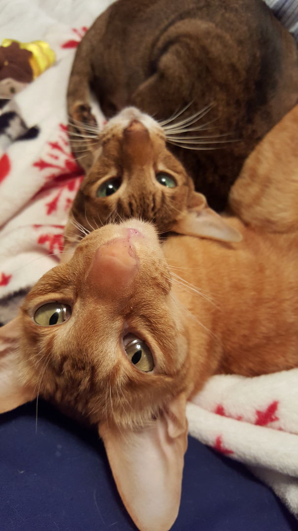 Every Morning I Wake Up To These Two...