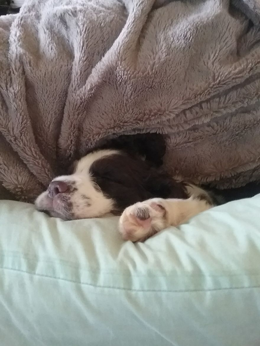 It's Tough Being A Puppy!
