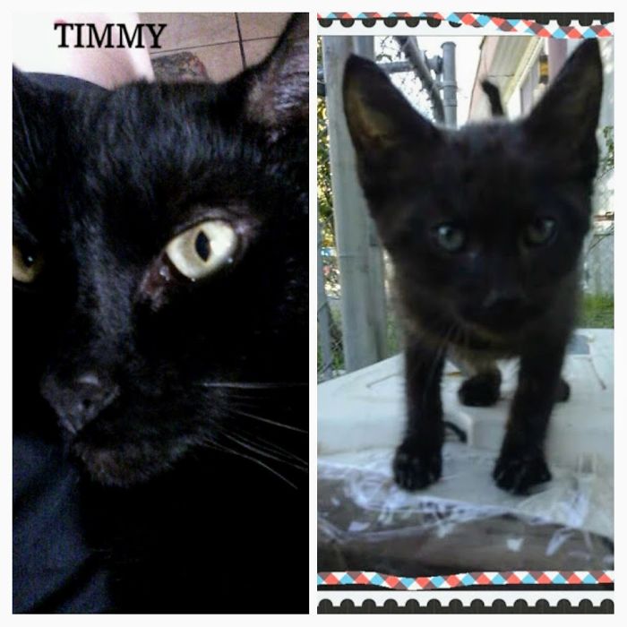 Timmy Now And Timmy On The Day He Was Abandoned On My Porch Almost 3 Years Ago.