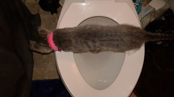 She Got Caught Playing In The Toilet. Then Got Stuck Trying To Get Down.