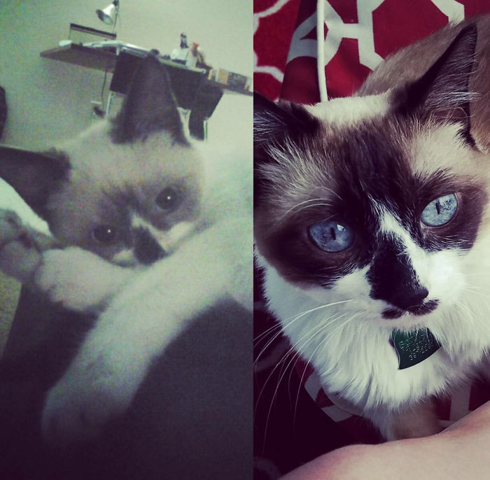 Weasel 6wks And 8 Years Later