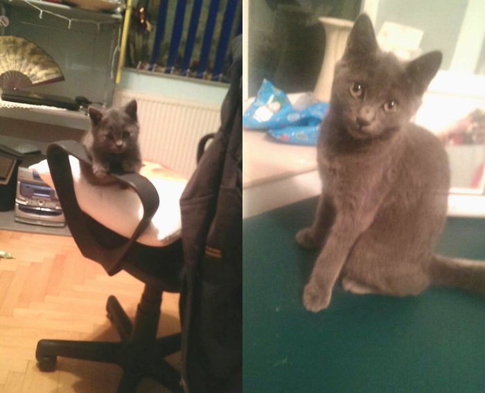 Rory When She Was 1 Month Old And When She Was 4 Months Old. Now She's Almost Half A Year Old!! Sadly, She Had An Accident And Broke Her Tail And Has A Big Hunch But She Is Just As Beautiful And I Love Her To Bits!!