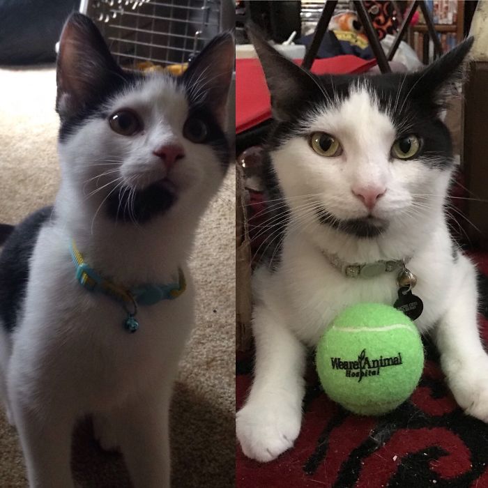 Left Is The Day I Adopted Finn - He Was 5 Months Old. Right Is A Couple Weeks Ago - Just Turned 2!
