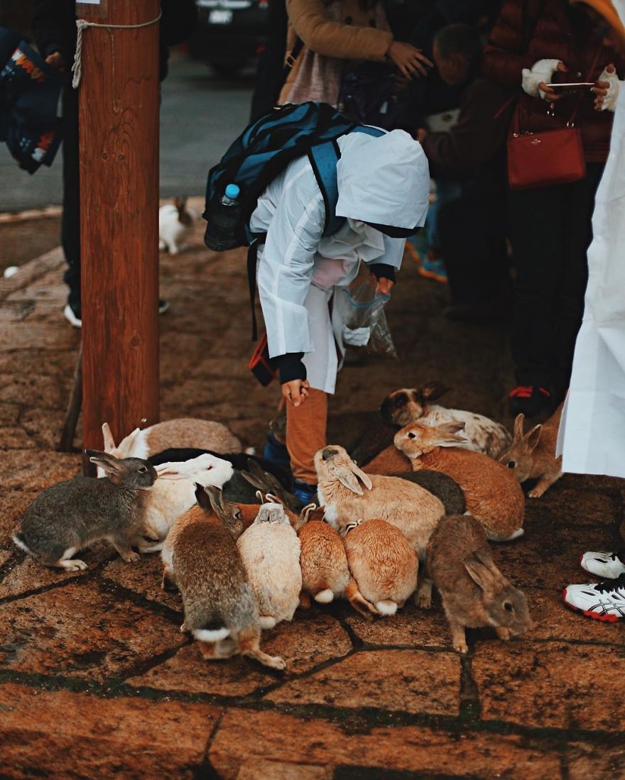 Okunoshima, Rabbit Island In Japan