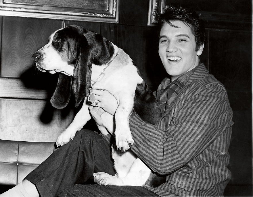 Elvis Presley And The Animals. A Very Sweet Tribute To The 40 Years Of His Death.