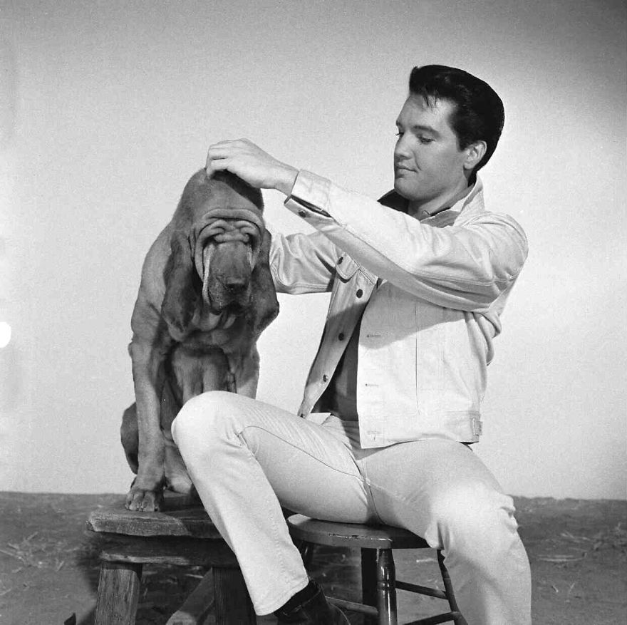 Elvis Presley And The Animals. A Very Sweet Tribute To The 40 Years Of His Death.