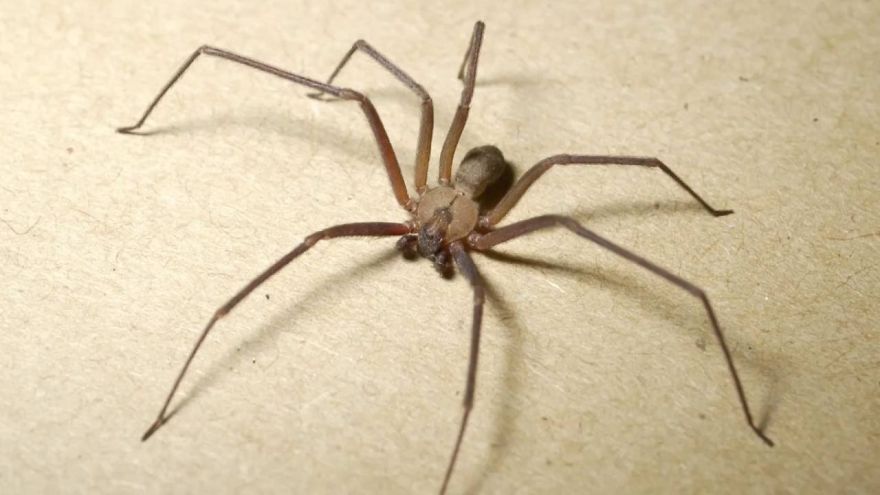 5 Most Dangerous Spiders In The World You Need To Avoid