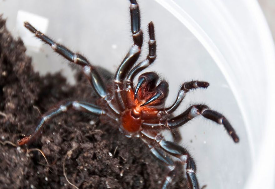 5 Most Dangerous Spiders In The World You Need To Avoid