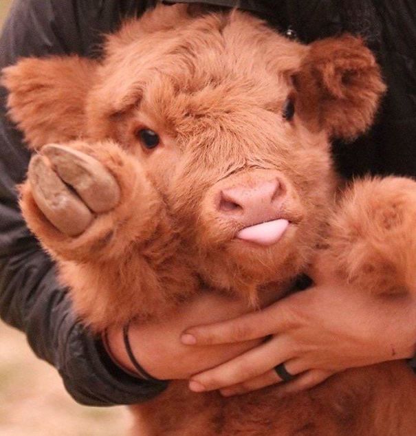 This Sweet Baby Cow