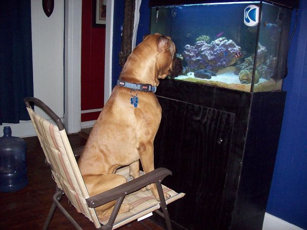My Dog, Leonardo, Found A Hobby. Fish Watching