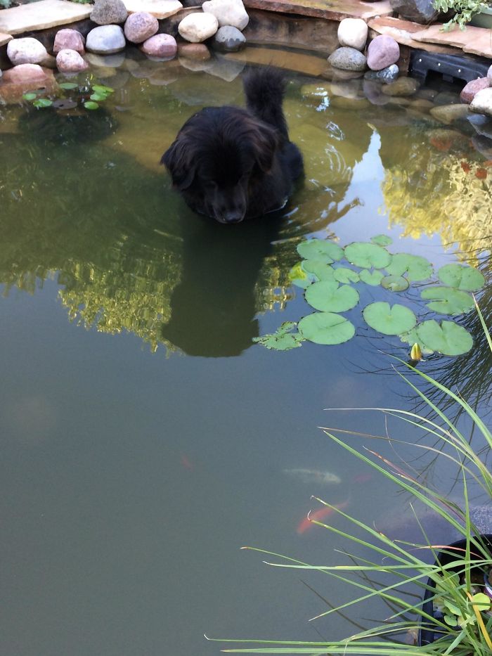 Mi perro se sienta en el estanque y mira a los peces