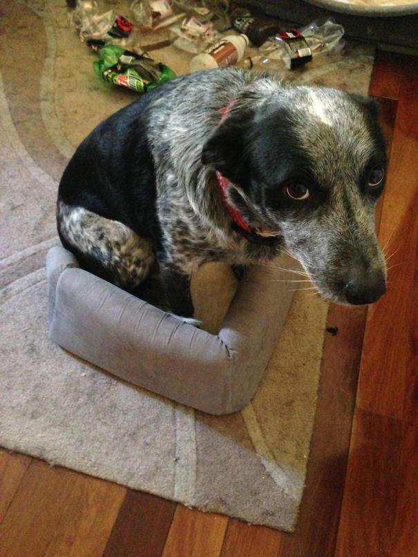 I Bought A Cat Bed And My Dog Decided She Could Fit In It. She Looks Ashamed That She Can't Quite Fit