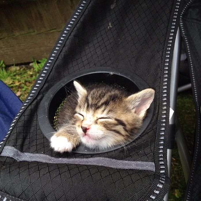 One Of My Friend's New Kittens, Already Obeying The 'If It Fits, I Sits' Rule