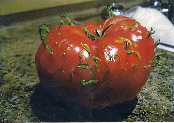 Ingrown Tomato