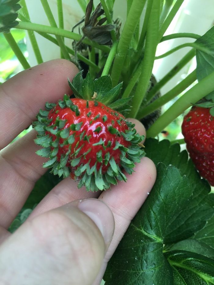 This Strawberry's Seeds Started Sprouting While It Was Still On The Plant