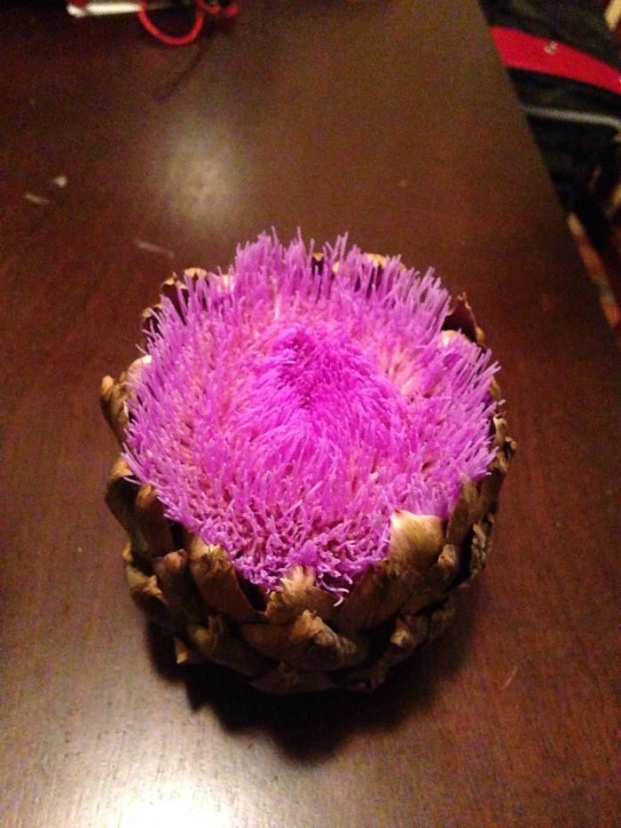 I Left My Artichoke Out Of The Fridge And It Bloomed