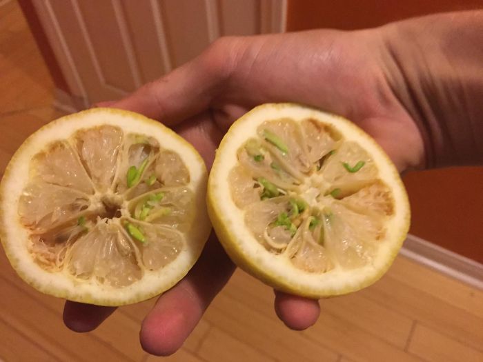 I Picked Some Lemons Off My Tree And The Seeds Had Begun Sprouting Inside The Lemons