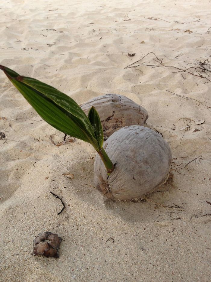Spotted A Palm-tree Growing Out Of A Coconut