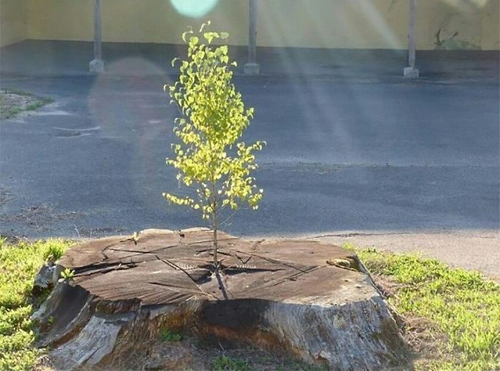 Life Always Finds A Way