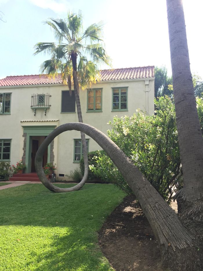 This Palm Tree Fell Over And Curved Right Back Up