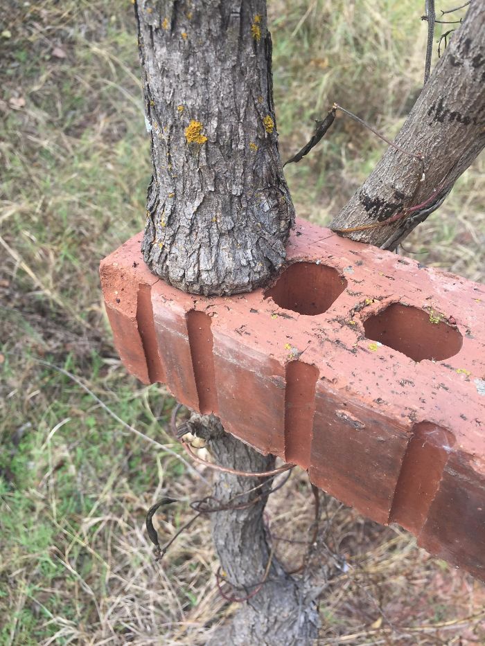 This Tree Grew Inside This Brick's Hole