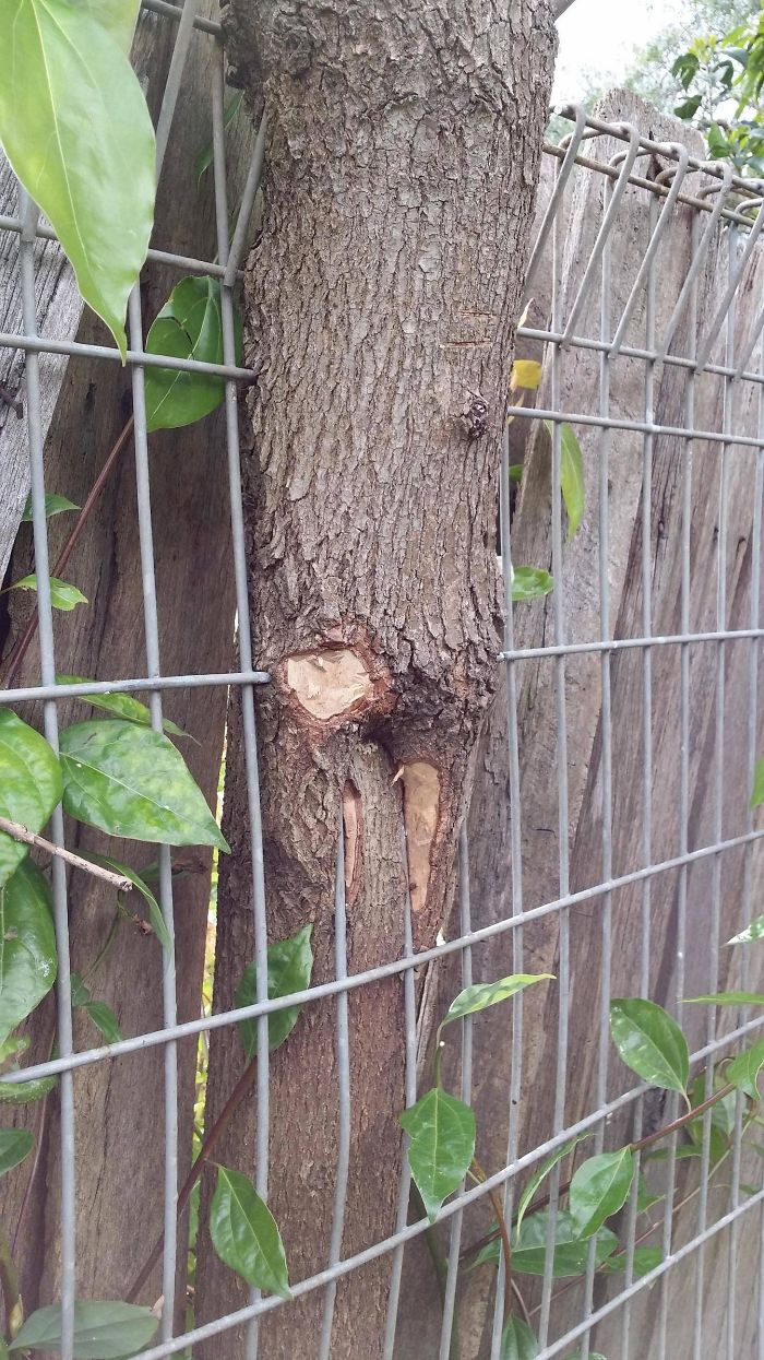 This Tree Grew Through The Fence