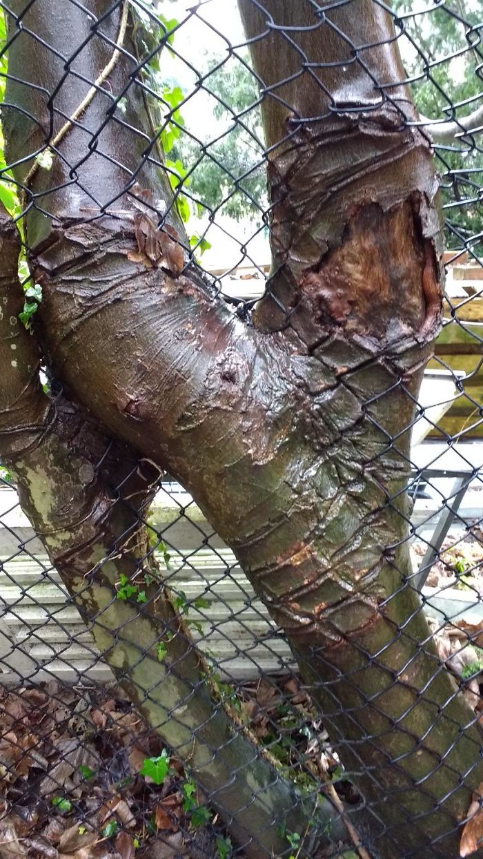 Scars On A Tree After Growing Through This Fence