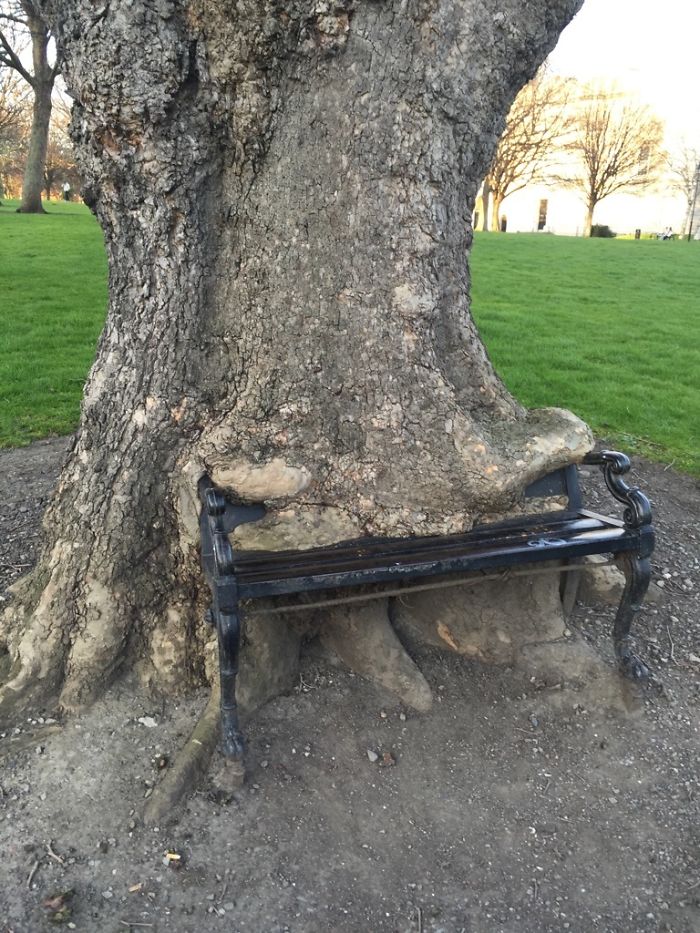 The Way This Tree Ate This Bench