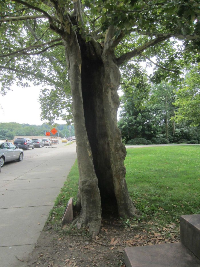 This Tree Is Completely Hollow, Yet Still Very Much Alive