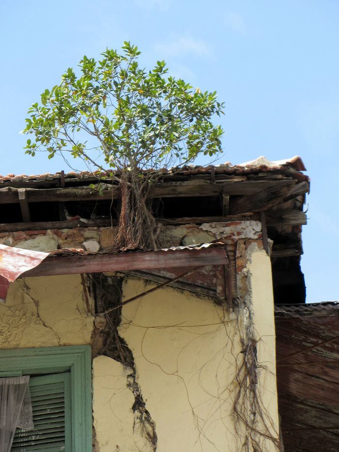 Tree Growing On A Roof In Panama City