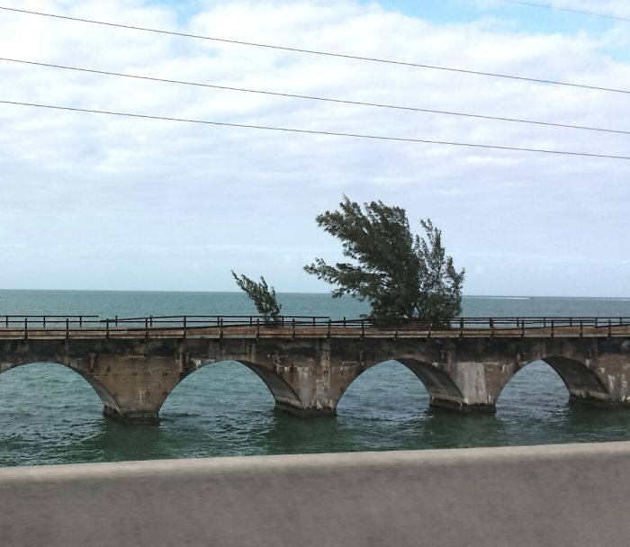 Trees Growing On An Abandoned Bridge